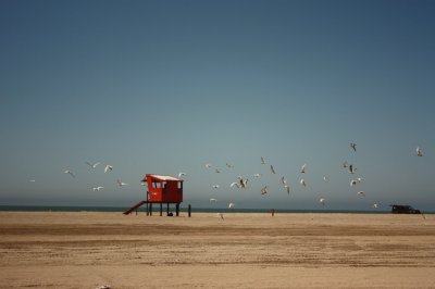 Gaviotas