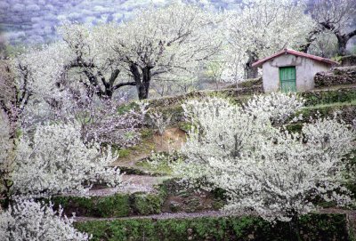 Cerezos en flor-Valle del Jerte