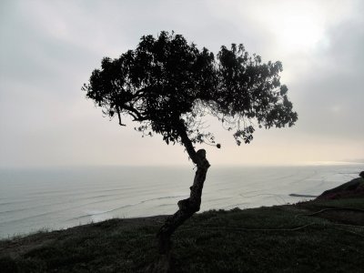 Ãrbol en la costa limeÃ±a.