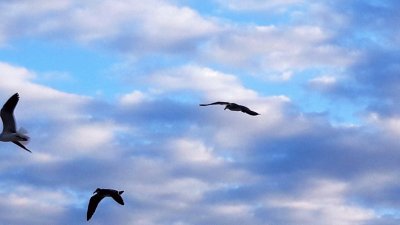 Gaviotas en Playa del Carmen.