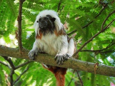 Scimmia tamarino di edipo