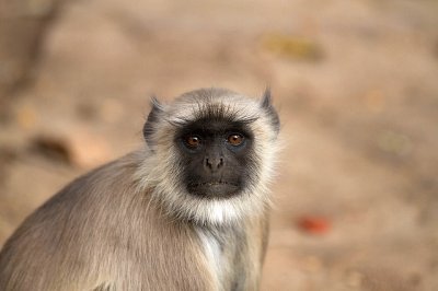 Scimmia india langur hanoman