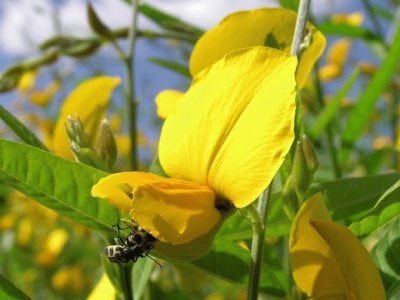 Clover flower