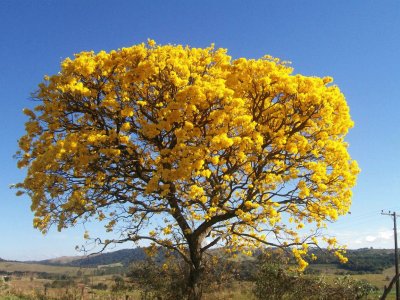 yellow tree