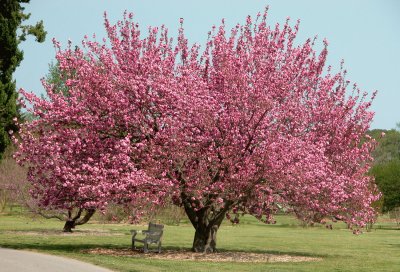 pink tree