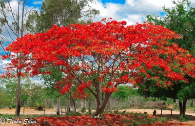 red tree