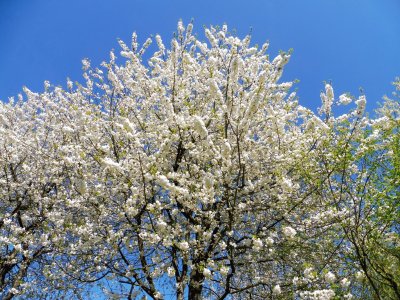 printemps Ã  Giverny