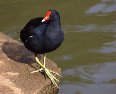 Gallinella americana