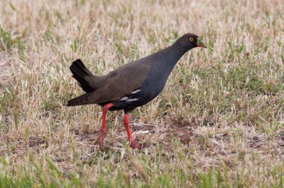 Gallinella codanera