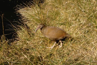 Gallirallus sylvestris