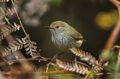 Tasmanian thornbill