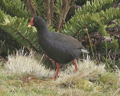 Gallinula comeri