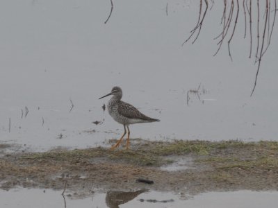 Sandpiper at edge of spring swamp