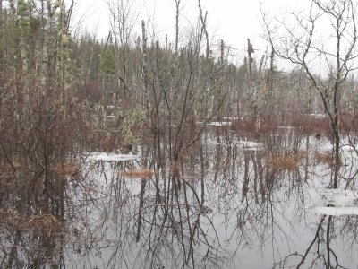 Spring swamp reflections