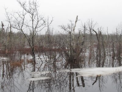 Spring swamp - lots of water