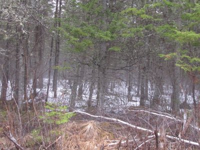 Apr 28 2018 - lots of snow in woods