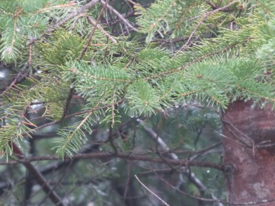 Coniferous branch