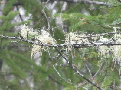 More green fuzzies