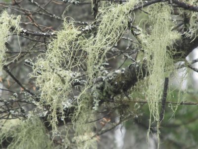 Green fuzzies hang from branches