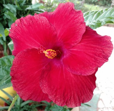 Hibiscus3