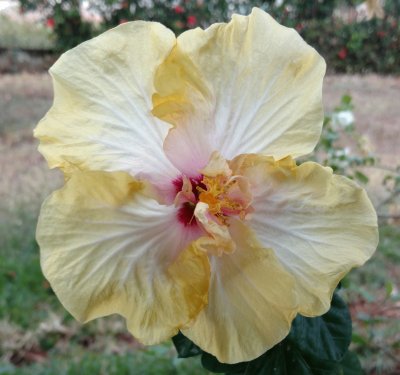 Hibiscus8