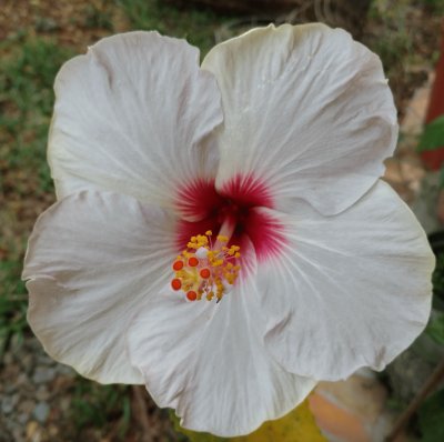 Hibiscus9