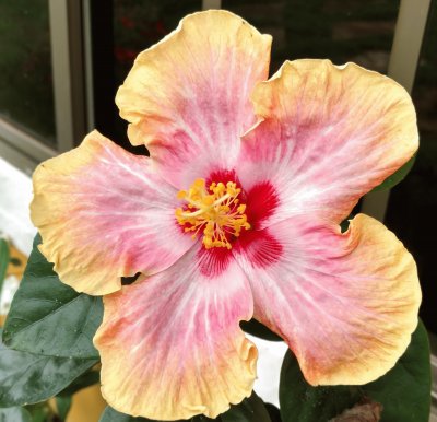 Hibiscus10