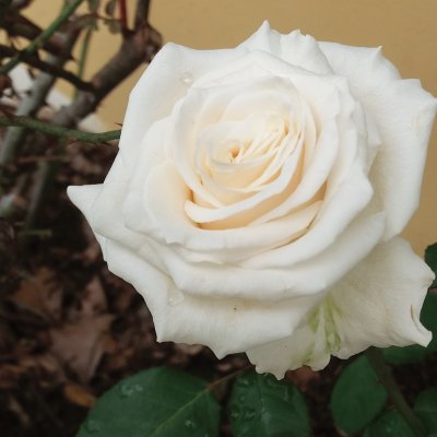 Rosa blanca