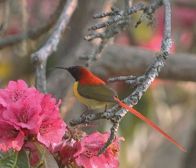 Nettarinia codaflammea