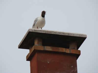 Oiseau Ã  Venise