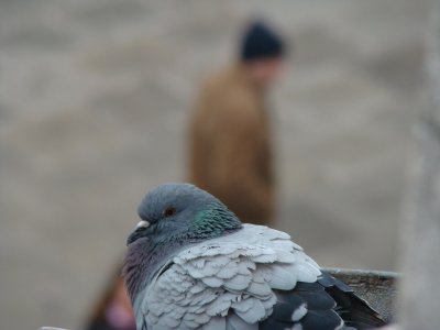 Pigeon Ã  Venise