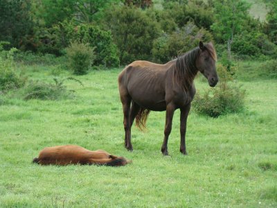 Chevaux