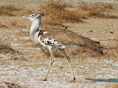 Bustard