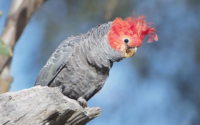 Cacatua gang gang