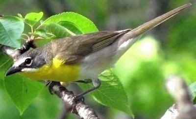 Parula pettogiallo