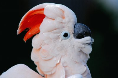 Cacatua delle molucche