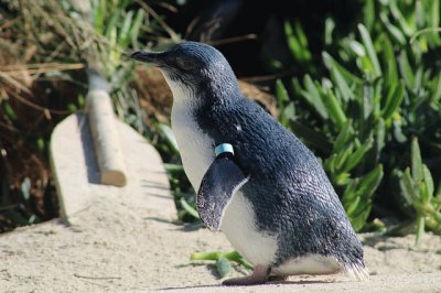 Pinguino azzurro