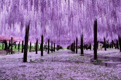 BOSQUE EN JAPON