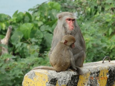 Macaco di taiwan