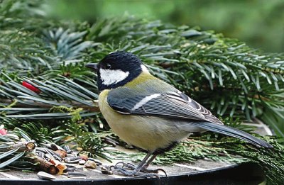 Parus major