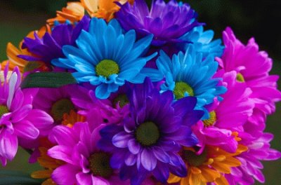 flores de colores