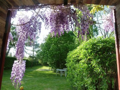 glycine en fleurs Rohaire France