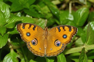 Junonia almana