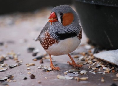 Fringilla coelebes