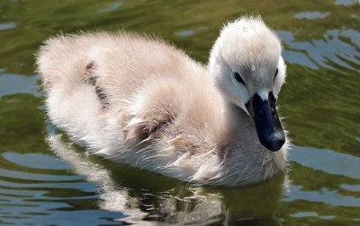 Cigno del bambino