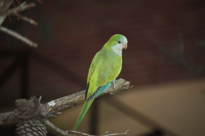 Pepita