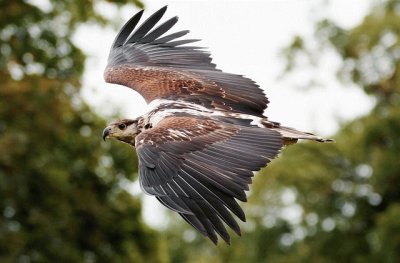 Aquila pescatrice