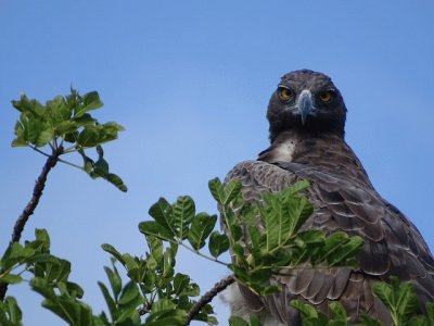 Aquila marziale