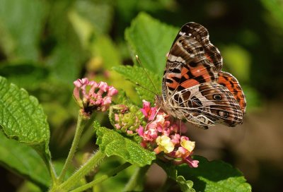 Borboleta no jardim