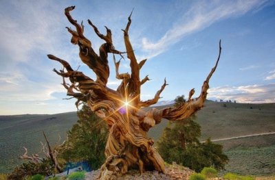 ÃRBOL CON LUCERO